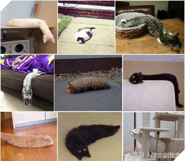 10+ bức ảnh chứng minh mèo có thể ‘biến hình’ thành bất cứ thứ gì, #14 nói lên tất cả 14