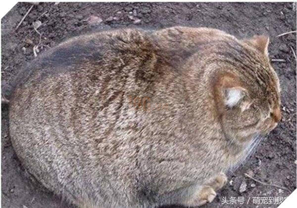 10+ bức ảnh chứng minh mèo có thể ‘biến hình’ thành bất cứ thứ gì, #14 nói lên tất cả 6