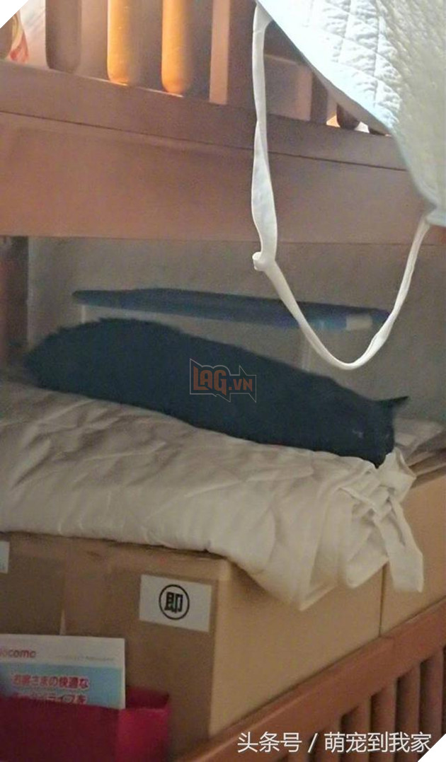 10+ bức ảnh chứng minh mèo có thể ‘biến hình’ thành bất cứ thứ gì, #14 nói lên tất cả 7