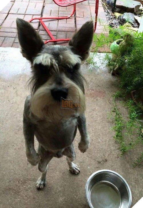 11 kiểu tạo dáng chụp ảnh tự sướng của các loài động vật - Ảnh 3.