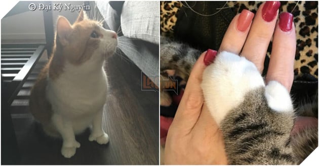 Cô đăng ảnh ‘mèo nhà tôi có 1 ngón cái’ khiến dân mạng thích thú, nhìn chúng ‘tạo dáng’ mọi người còn bất ngờ hơn