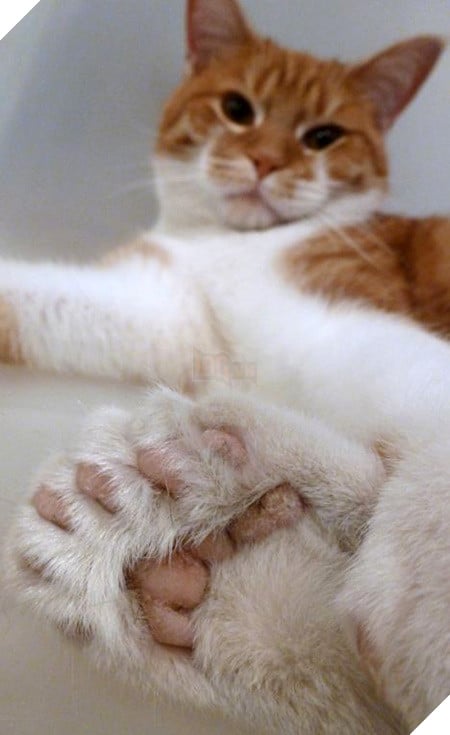 Cô đăng ảnh ‘mèo nhà tôi có 1 ngón cái’ khiến dân mạng thích thú, nhìn chúng ‘tạo dáng’ mọi người còn bất ngờ hơn 15