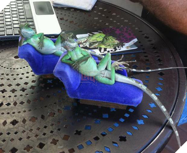 11 kiểu tạo dáng chụp ảnh tự sướng của các loài động vật - Ảnh 5.