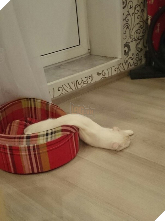 10+ bức ảnh chứng minh mèo có thể ‘biến hình’ thành bất cứ thứ gì, #14 nói lên tất cả 10