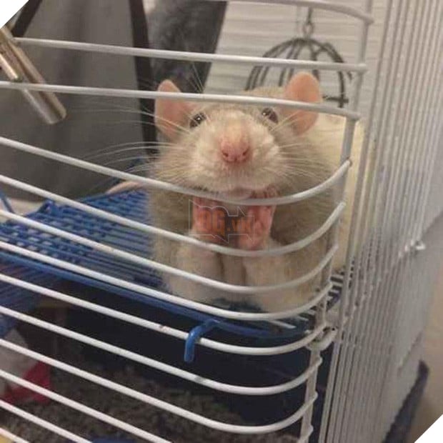 11 kiểu tạo dáng chụp ảnh tự sướng của các loài động vật - Ảnh 7.