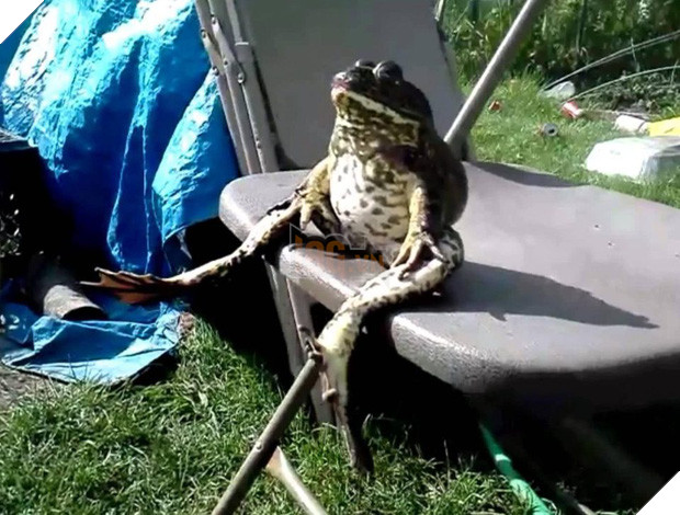 11 kiểu tạo dáng chụp ảnh tự sướng của các loài động vật - Ảnh 9.