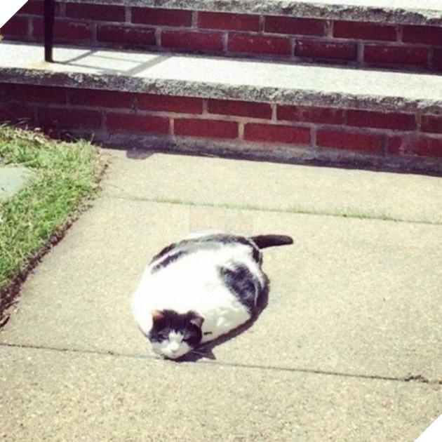 10+ bức ảnh chứng minh mèo có thể ‘biến hình’ thành bất cứ thứ gì, #14 nói lên tất cả 9