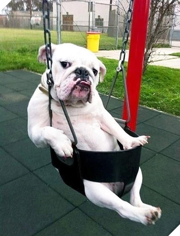 11 kiểu tạo dáng chụp ảnh tự sướng của các loài động vật - Ảnh 11.