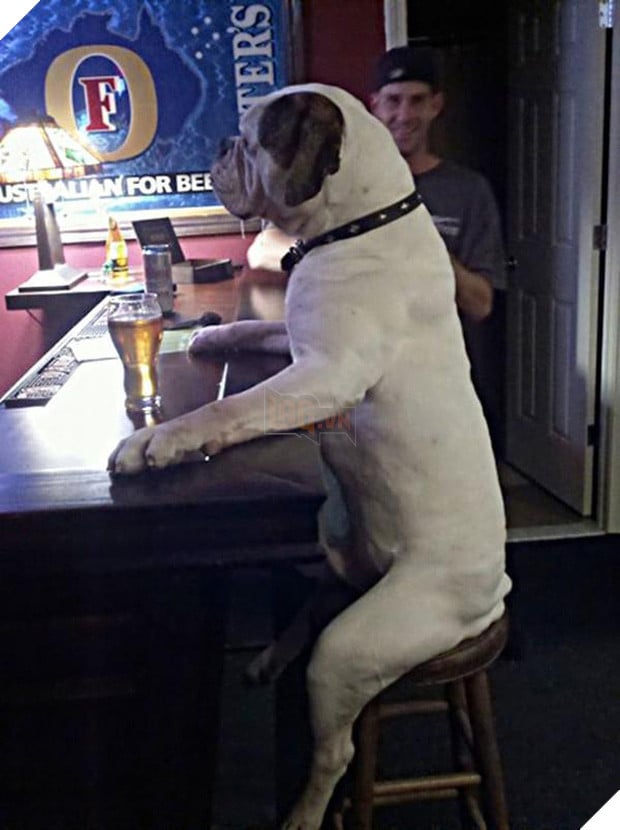 11 kiểu tạo dáng chụp ảnh tự sướng của các loài động vật - Ảnh 13.