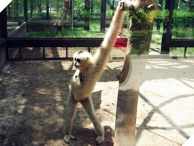 11 kiểu tạo dáng chụp ảnh tự sướng của các loài động vật - Ảnh 15.