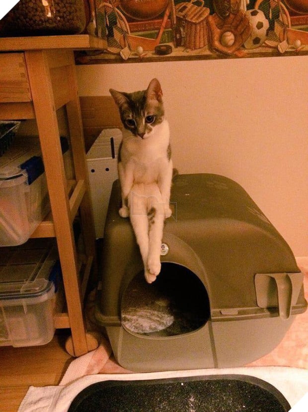 11 kiểu tạo dáng chụp ảnh tự sướng của các loài động vật - Ảnh 17.