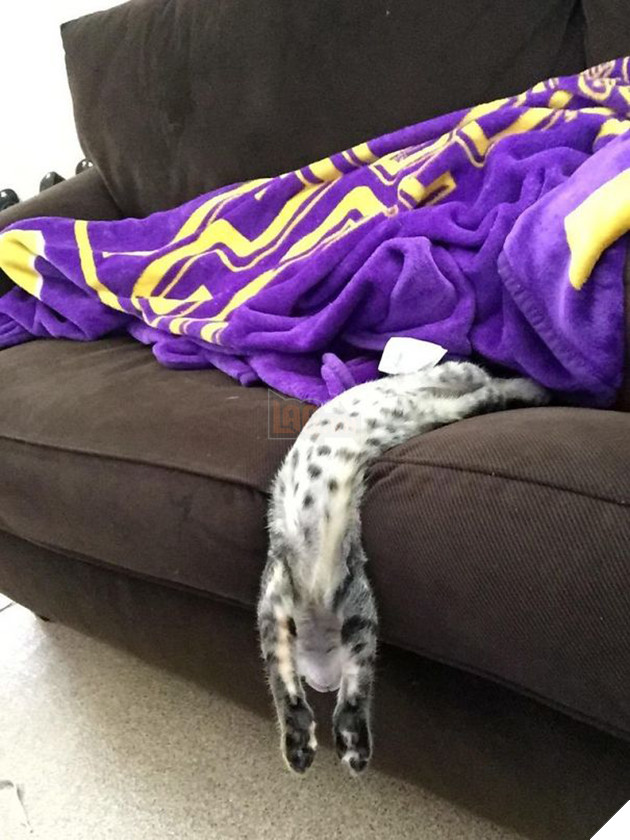 10+ bức ảnh chứng minh mèo có thể ‘biến hình’ thành bất cứ thứ gì, #14 nói lên tất cả 11