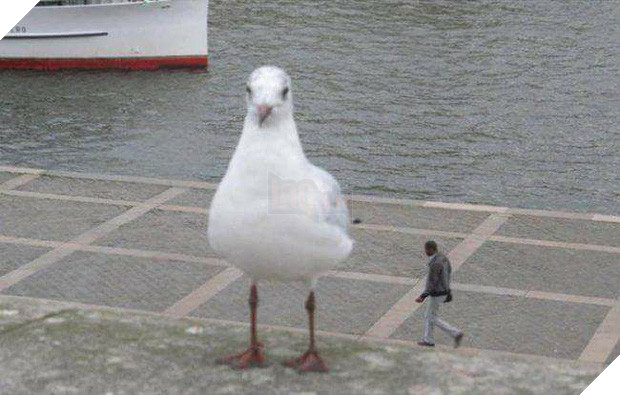 15 bức hình với góc nhìn đúng kiểu thích gây lú lẫn cho người khác - Ảnh 25.