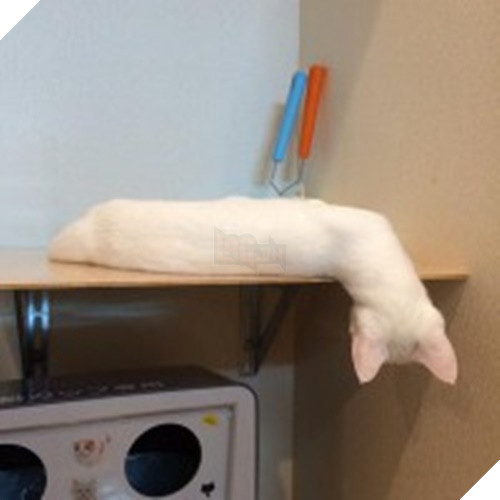 10+ bức ảnh chứng minh mèo có thể ‘biến hình’ thành bất cứ thứ gì, #14 nói lên tất cả 8