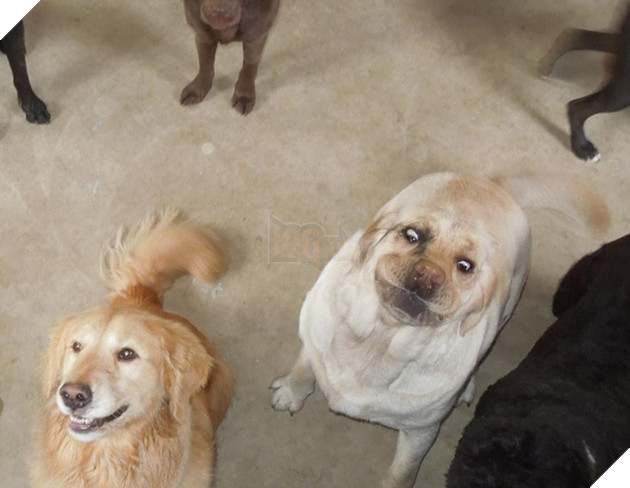 Khi các boss nhờ thằng nô với con sen không có tâm chụp hộ kiểu ảnh - Ảnh 11.