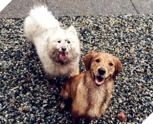 Ra khỏi cửa cô chủ dặn: ‘Nhớ trông chó em cẩn thận’, không ngờ khi về cô ‘ngán ngẩm’ khi thấy cảnh này 2