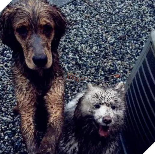 Ra khỏi cửa cô chủ dặn: ‘Nhớ trông chó em cẩn thận’, không ngờ khi về cô ‘ngán ngẩm’ khi thấy cảnh này 3