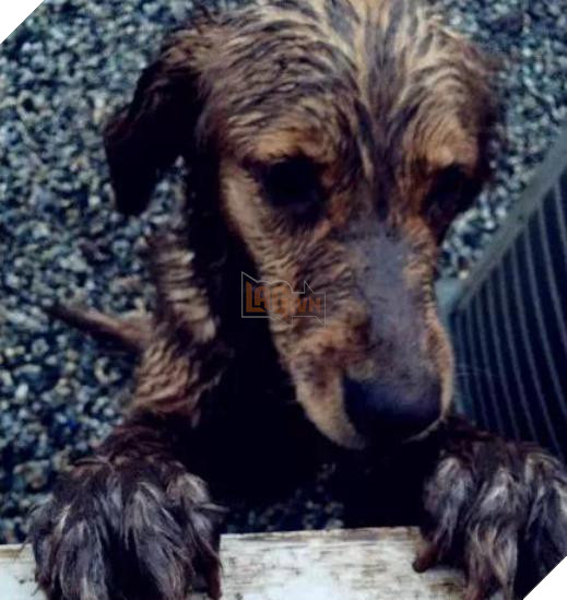 Ra khỏi cửa cô chủ dặn: ‘Nhớ trông chó em cẩn thận’, không ngờ khi về cô ‘ngán ngẩm’ khi thấy cảnh này 4