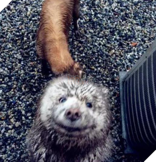 Ra khỏi cửa cô chủ dặn: ‘Nhớ trông chó em cẩn thận’, không ngờ khi về cô ‘ngán ngẩm’ khi thấy cảnh này 5