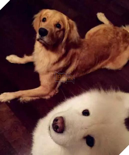 Ra khỏi cửa cô chủ dặn: ‘Nhớ trông chó em cẩn thận’, không ngờ khi về cô ‘ngán ngẩm’ khi thấy cảnh này 6