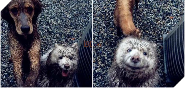 Ra khỏi cửa cô chủ dặn: ‘Nhớ trông chó em cẩn thận’, không ngờ khi về cô ‘ngán ngẩm’ khi thấy cảnh này