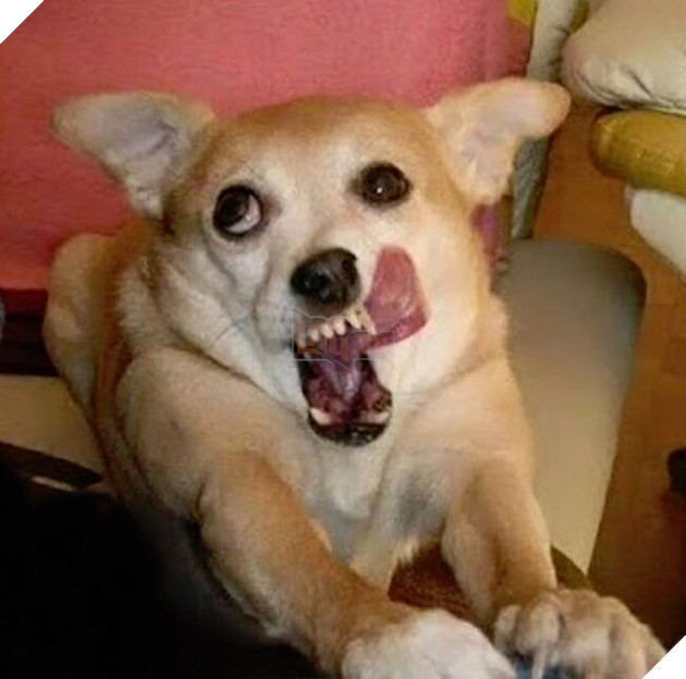 Khi các boss nhờ thằng nô với con sen không có tâm chụp hộ kiểu ảnh - Ảnh 1.