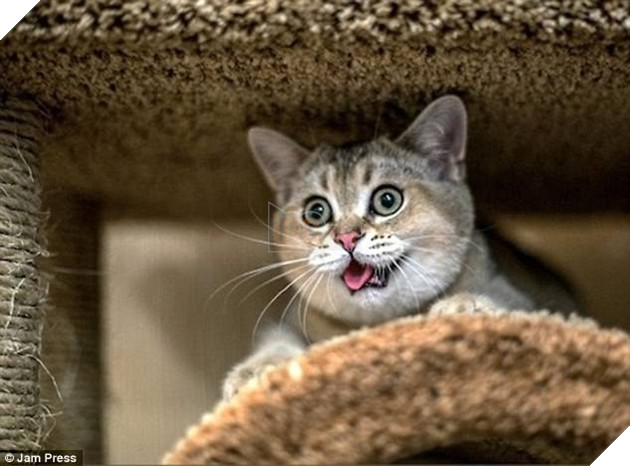 4515f97400000578-4954808-image-a-3_1507275908658