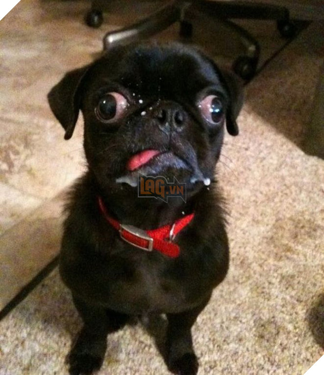 Khi các boss nhờ thằng nô với con sen không có tâm chụp hộ kiểu ảnh - Ảnh 5.