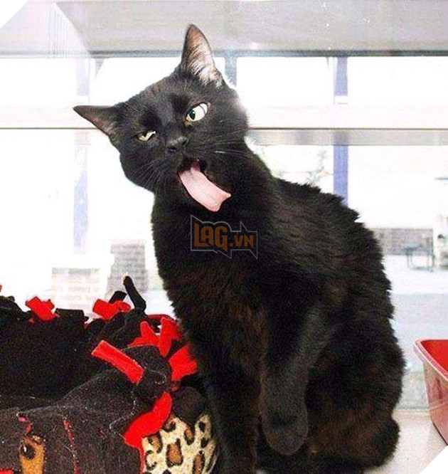 Khi các boss nhờ thằng nô với con sen không có tâm chụp hộ kiểu ảnh - Ảnh 9.