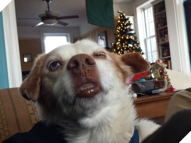 Khi các boss nhờ thằng nô với con sen không có tâm chụp hộ kiểu ảnh - Ảnh 19.