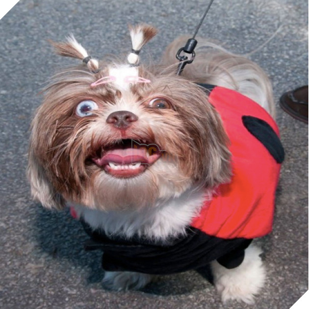 Khi các boss nhờ thằng nô với con sen không có tâm chụp hộ kiểu ảnh - Ảnh 23.