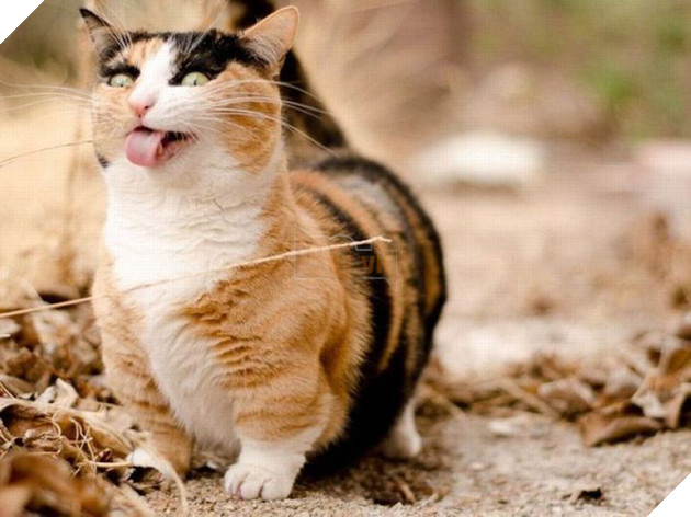 Khi các boss nhờ thằng nô với con sen không có tâm chụp hộ kiểu ảnh - Ảnh 27.