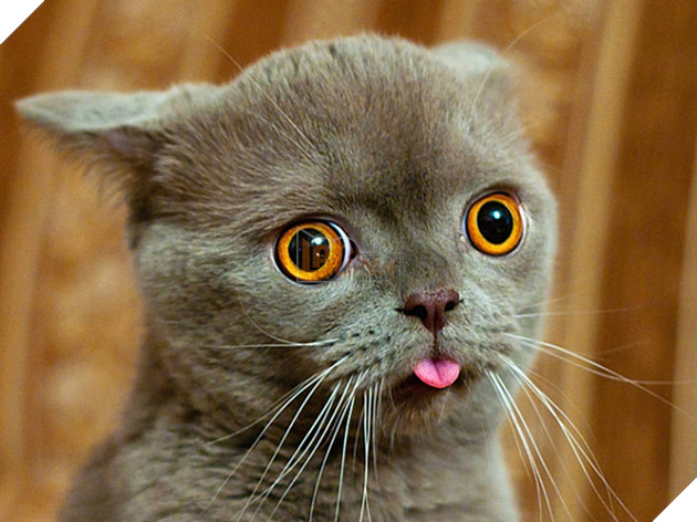 Khi các boss nhờ thằng nô với con sen không có tâm chụp hộ kiểu ảnh - Ảnh 31.