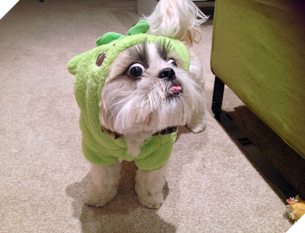 Khi các boss nhờ thằng nô với con sen không có tâm chụp hộ kiểu ảnh - Ảnh 35.