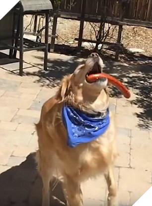 Vàng vàng đứng cạnh mong ‘ăn chực’ nồi lẩu của chủ nhân, anh ra lệnh cho nó lấy bát, 1 giây sau anh ‘tá hỏa’ 7