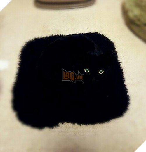 Cô lên mạng than: ‘Suốt ngày giẫm phải mèo cưng’, mọi người trách cô bất cẩn nhưng xem hình ai cũng ‘nghẹn lời’