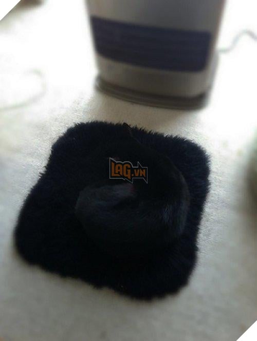 Cô lên mạng than: ‘Suốt ngày giẫm phải mèo cưng’, mọi người trách cô bất cẩn nhưng xem hình ai cũng ‘nghẹn lời’ 6