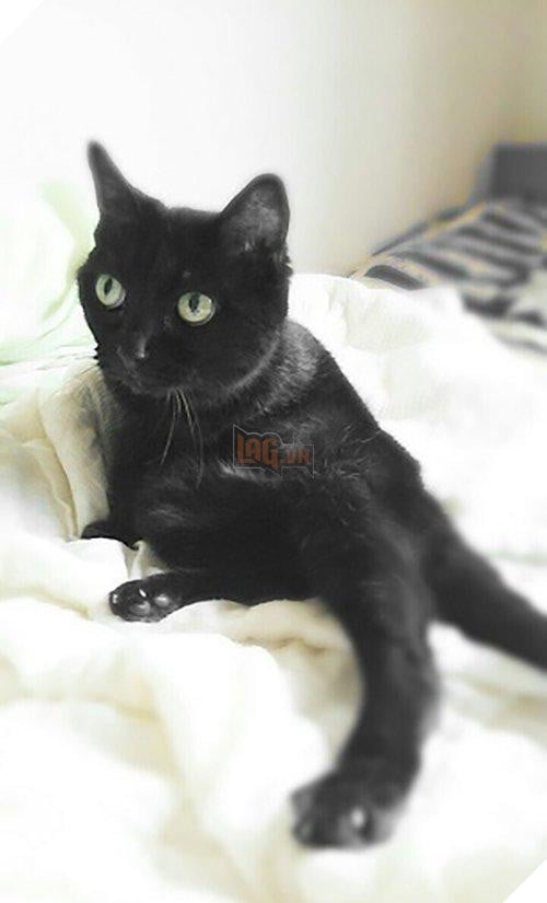 Cô lên mạng than: ‘Suốt ngày giẫm phải mèo cưng’, mọi người trách cô bất cẩn nhưng xem hình ai cũng ‘nghẹn lời’ 5