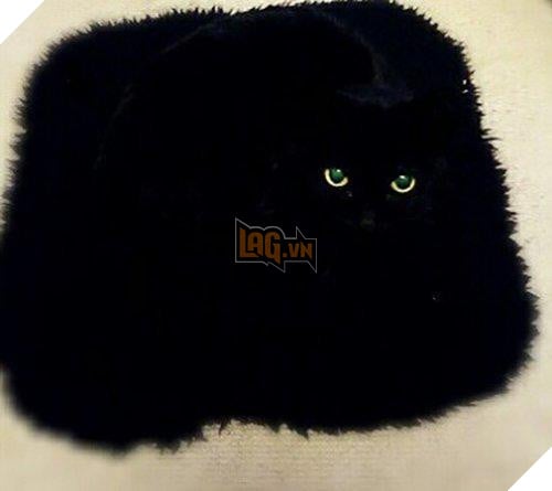 Cô lên mạng than: ‘Suốt ngày giẫm phải mèo cưng’, mọi người trách cô bất cẩn nhưng xem hình ai cũng ‘nghẹn lời’ 2