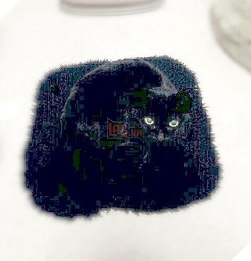 Cô lên mạng than: ‘Suốt ngày giẫm phải mèo cưng’, mọi người trách cô bất cẩn nhưng xem hình ai cũng ‘nghẹn lời’ 3