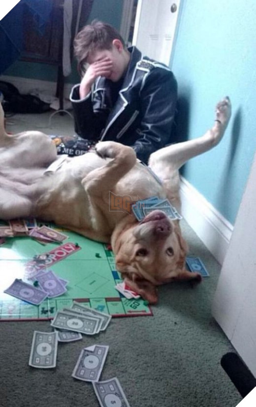 Chơi cờ với bạn một thắng hai thua chứ chơi với thú cưng chỉ có thể cười vỡ bụng vì "độ nhây mát le vồ" của chúng.