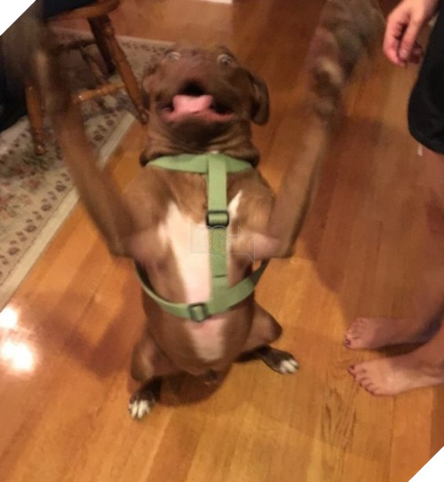 Đó là khi bạn cảm thấy chẳng có gì hạnh phúc hơn một chú cún đợi mình ở nhà cả ngày và mừng rỡ ùa ra đón với biểu cảm vô cùng đáng yêu.