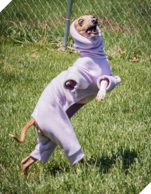 húng không ngại mặc những bộ cánh kì cục do bạn thiết kế và "diễn sâu" như một ngôi sao thực thụ.