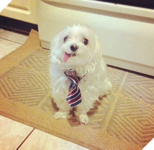 Chúng luôn hào hứng và vui mừng trước những món quà nho nhỏ của bạn.