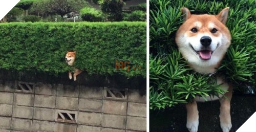 Dù cậu chàng bị kẹt cứng trong hàng rào nhưng vẫn cười tít mắt khi thấy bạn đến.