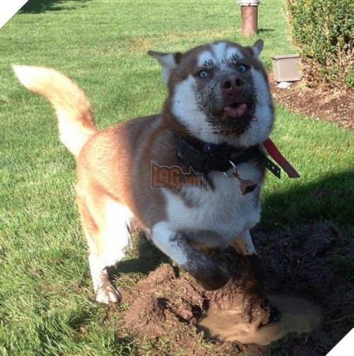 "Úy trời, đang tính lấp lại mà lộ tẩy mất rồi!".