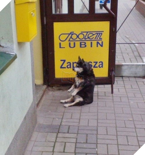 Chúng nghe lời bạn tuyệt đối, kể cả việc "ngồi bất động" cứng đơ như một cái ghế.