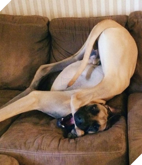 Chúng khiến cuộc sống của bạn trở nên muôn màu và hài hước hơn với những tư thế "lộn ngược chổng mông" chỉ có loài chó mới nghĩ ra.