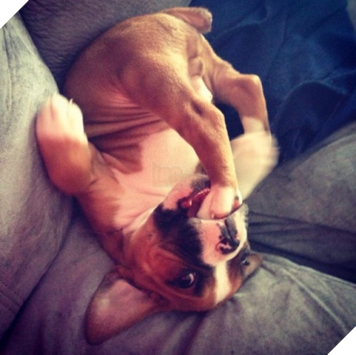 "Mẹ nhìn đi. Con trai mẹ là thiên hạ vô địch chỏng gọng móc họng đấy".