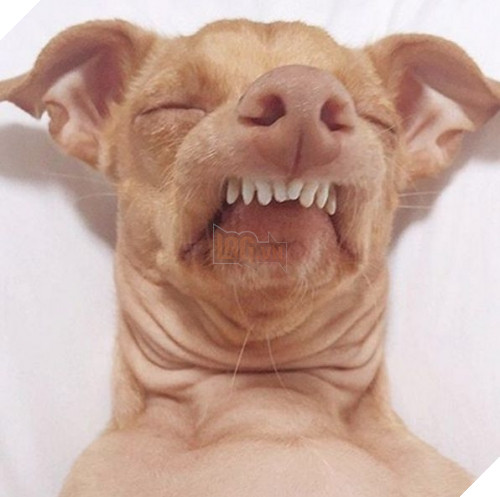 Hô không phải là một cái tội.